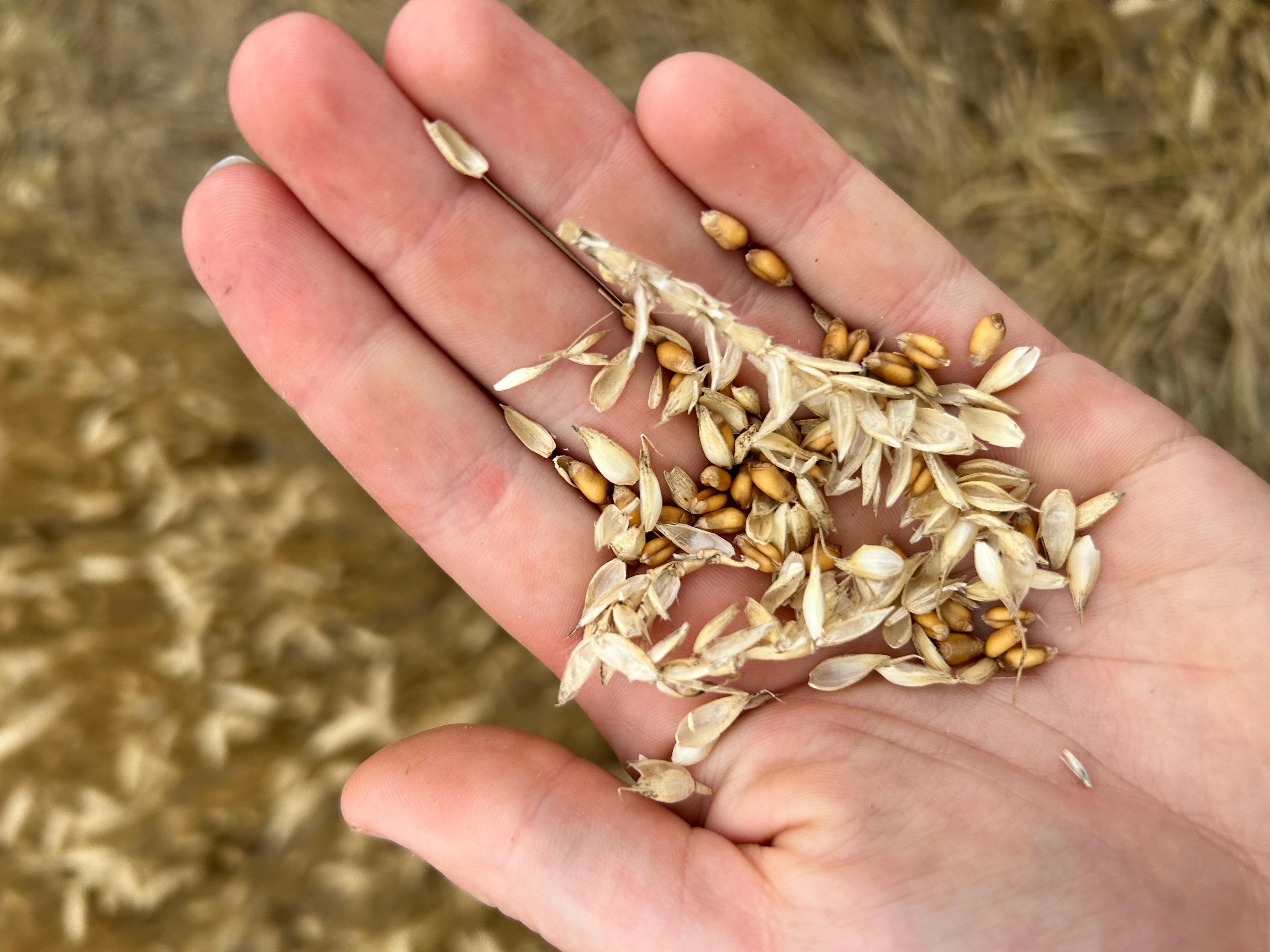 A hand holding wheat kernels.